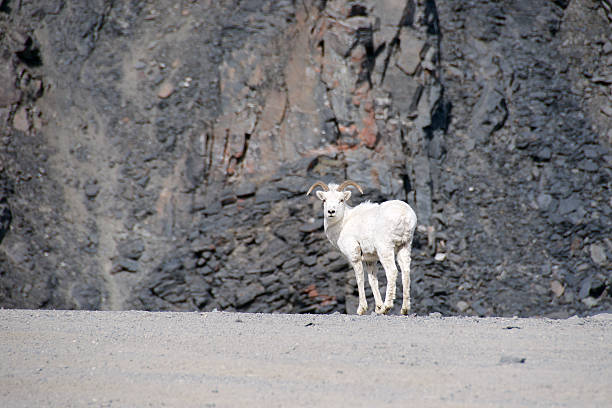 istock Alaska Juvenile Dall Sheep Ram on the Dalton Highway 475966432