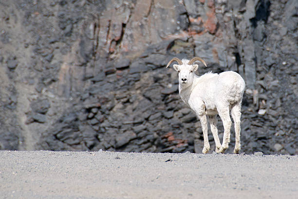 istock Alaskan Juvenile Dall Sheep Ram on the North Slope 475966434