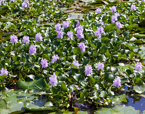 Jamaica.   El blossoming hyacinths en río negro (Eichornia crassipes) photo