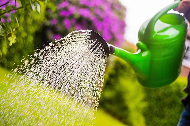 istock Watering flowers in garden 475966918