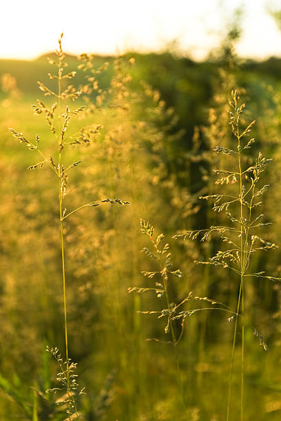 istock Golden wild grass on the sunset in backlight 475967086