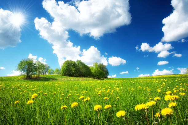 istock Field with dandelions and blue sky 475967410