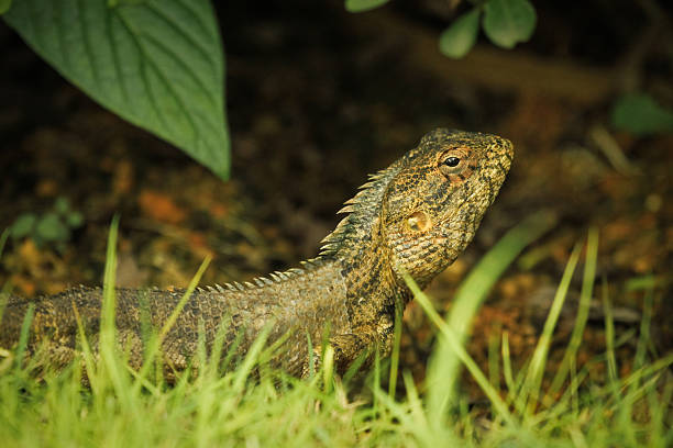 Oriental Garden Lizard Stock Photo - Download Image Now - 2015, Animal Body  Part, Animal Eye - iStock