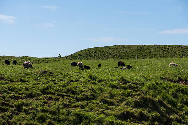 istock grazing sheep in Ireland 475970100
