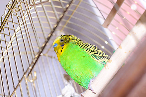 istock Budgerigar on the birdcage. Budgie 475970208