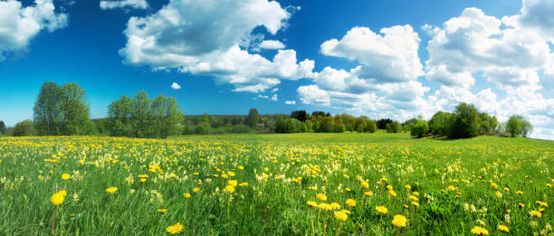 istock Field with dandelions and blue sky 475970762