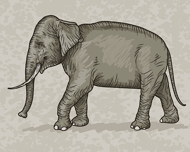 Indian Elephant Vintage Sketch Style A sketchy doodled illustration of an Asian elephant ("Elephas maximus"). Saved as an AI10 EPS file, and includes a high resolution RGB JPEG. Hand drawn (not autotraced) using my own reference photography. asian elephant stock illustrations