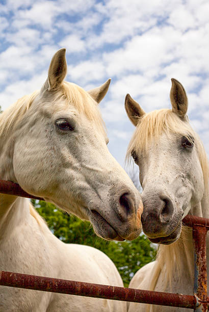 istock Two white Arabian horses nose to nose, vertical 475971336