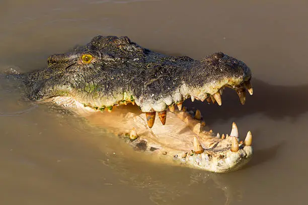 Photo of a wild adult saltwater crocodile in the Adelaide River, Northern Territory, Australia. Closeup of head.