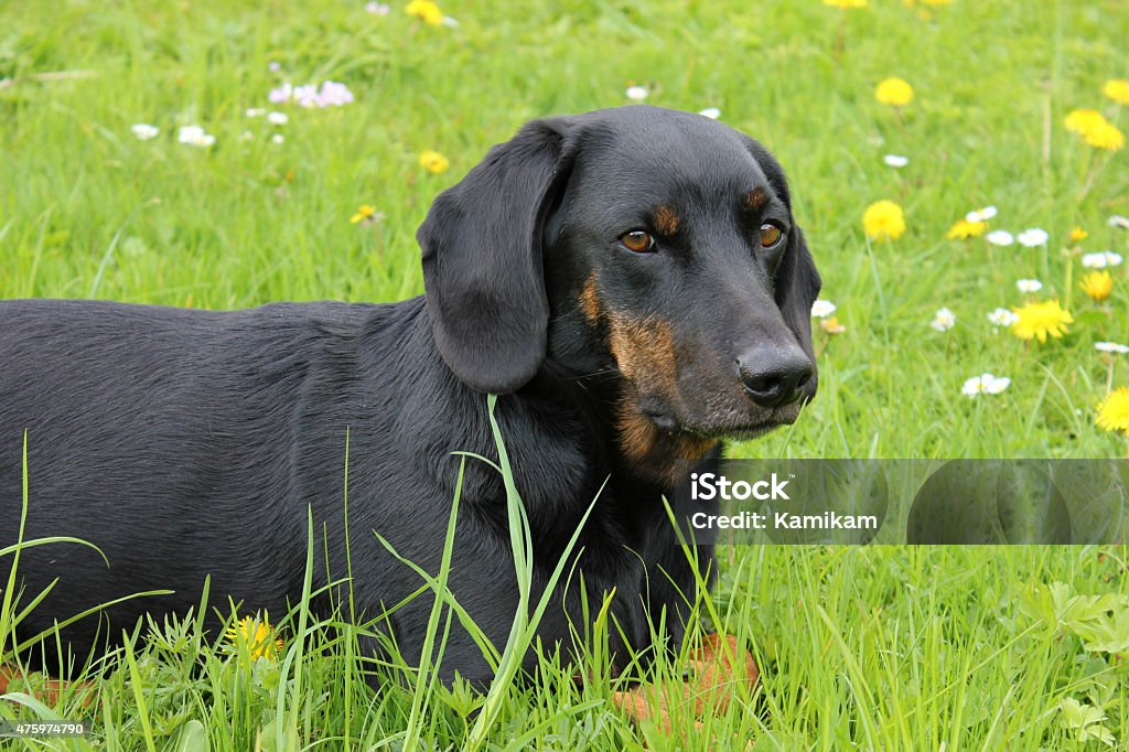 Dog lying in the grass Dog lying in the grass full of flowers and looks. Free space for text. 2015 Stock Photo