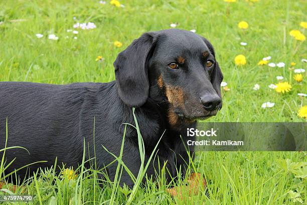 Dog Lying In The Grass Stock Photo - Download Image Now - 2015, Animal, Brown