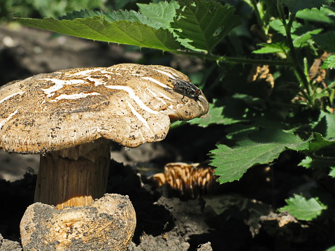 a fly sat down on a mushroom