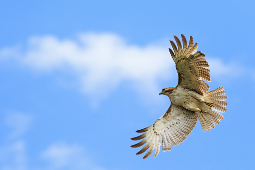 Red-tailed hawk in flight against blue sky and clouds