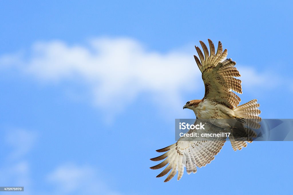 Red-tailed hawk Red-tailed hawk in flight against blue sky and clouds Red-tailed Hawk Stock Photo