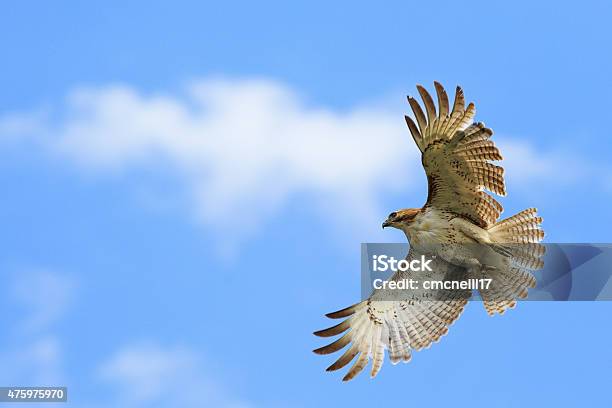 Redtailed Hawk Stock Photo - Download Image Now - Red-tailed Hawk, Hawk - Bird, Red