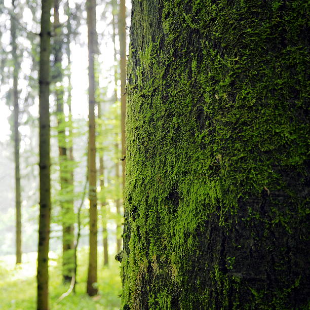 Moss-covered A massive forest tree trunk overgrown with moss, an indicator for a inconvenient habitat, mostly wet or badly exposed. Picture taken near Westerham, Bavaria. standort stock pictures, royalty-free photos & images