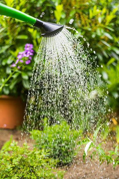 istock Watering flowers in garden 475976432