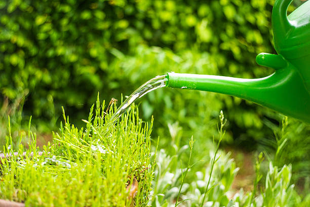 istock Watering flowers in garden 475976436