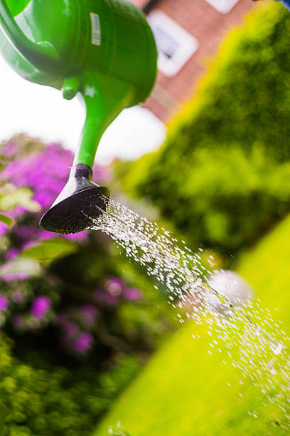 istock Watering flowers in garden 475976446