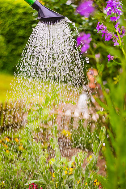 istock Watering flowers in garden 475976452