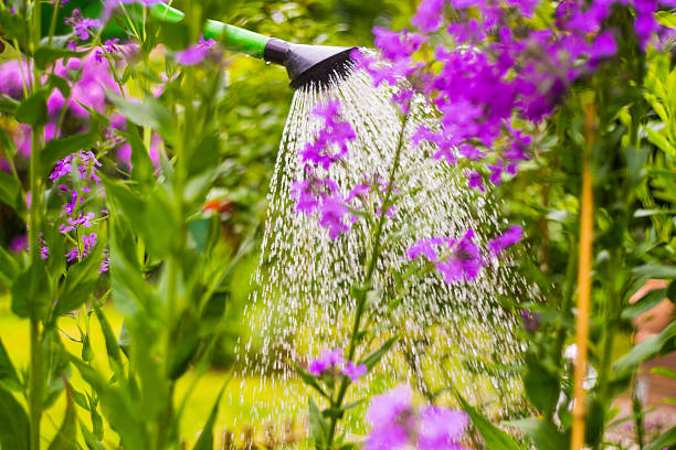 istock Watering flowers in garden 475976456
