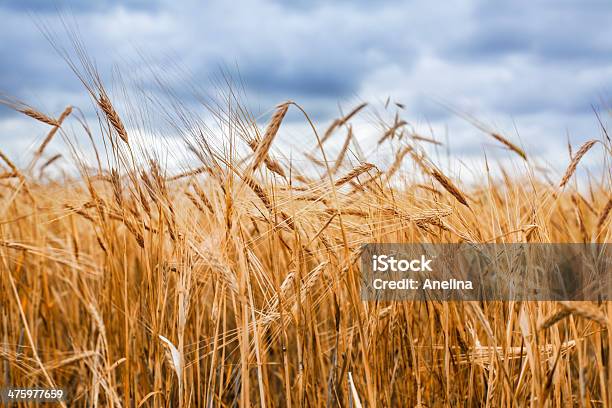 Wheat Field Stock Photo - Download Image Now - Agriculture, Backgrounds, Barley