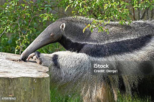 Giant Anteater Stock Photo - Download Image Now - Animal, Animal Wildlife, Anteater