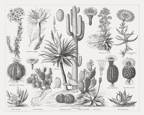 Cactus family: Crassula (Crassula coccinea), Fishbone cactus (Phyllocactus anguliger, or Epiphyllum anguliger), Houseleek (Sempervivum tectorum), Midday flowering (Mesembryanthemum aureum), Devilshead (Echinocactus horizonthalonius), Cape Aloe (Aloe ferox), Spiny hedgehog cactus (Cereus dasyacanthus, or Echinocereus dasyacanthus), Beehive cactus (Coryphantha echinus, or Mammillaria pectinata), Aasblom (Orbea variegata, or Stapelia variegata), Opuntia (Opuntia filipendula), Melocactus (Melocactus communis), Saguaro (Cereus giganteus, or Carnegiea gigantea), Opuntia (Opuntia cochenillifera), Agave (Agave Celsii), Agave (Agave horrida nana). Wood engraving, published in 1876.