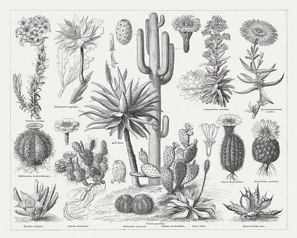 Cactuses, wood engravings, published in 1876 Cactus family: Crassula (Crassula coccinea), Fishbone cactus (Phyllocactus anguliger, or Epiphyllum anguliger), Houseleek (Sempervivum tectorum), Midday flowering (Mesembryanthemum aureum), Devilshead (Echinocactus horizonthalonius), Cape Aloe (Aloe ferox), Spiny hedgehog cactus (Cereus dasyacanthus, or Echinocereus dasyacanthus), Beehive cactus (Coryphantha echinus, or Mammillaria pectinata), Aasblom (Orbea variegata, or Stapelia variegata), Opuntia (Opuntia filipendula), Melocactus (Melocactus communis), Saguaro (Cereus giganteus, or Carnegiea gigantea), Opuntia (Opuntia cochenillifera), Agave (Agave Celsii), Agave (Agave horrida nana). Wood engraving, published in 1876. echeveria stock illustrations