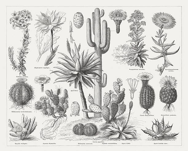 790+ Torch Cactus Photos Stock Photos, Pictures & Royalty-Free Images