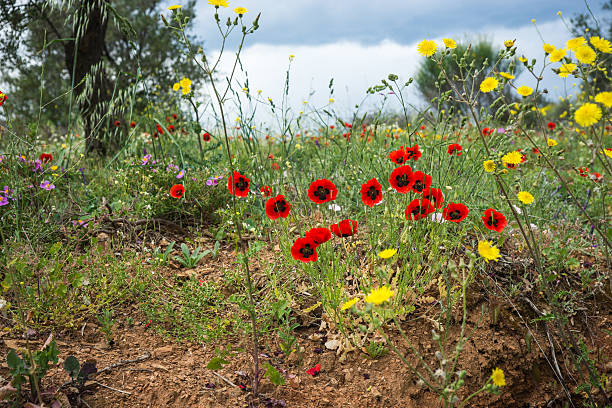 istock Beautiful flowers, Pelion, Greece 475979092