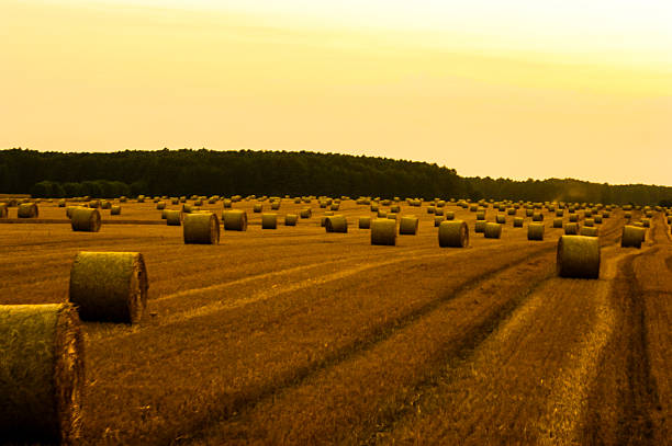 istock An image of plant 475979755