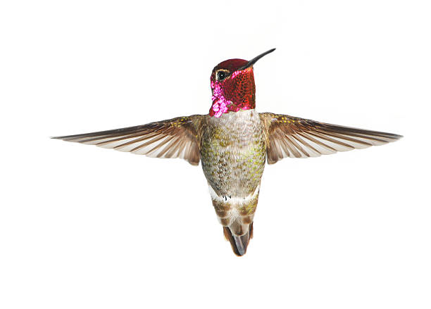 annas beija-flor-masculino, fundo branco - bird hummingbird flying annas hummingbird imagens e fotografias de stock