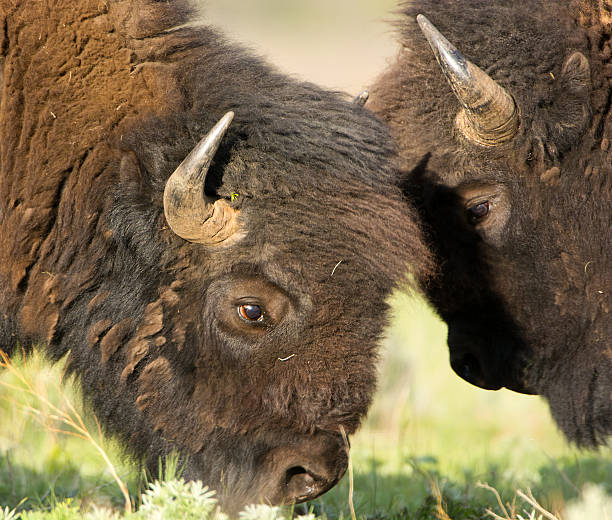 istock Bison Head Butt - Yellowstone National Park 475979943