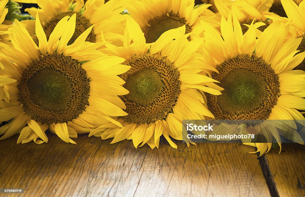 Girasole sul tavolo di legno - Foto stock royalty-free di Capolino