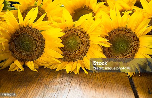 Foto de Girassol Sobre A Mesa De Madeira e mais fotos de stock de Amarelo - Amarelo, Cabeça da flor, Estampa Floral