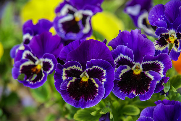 istock Spring flowers, France 475980696