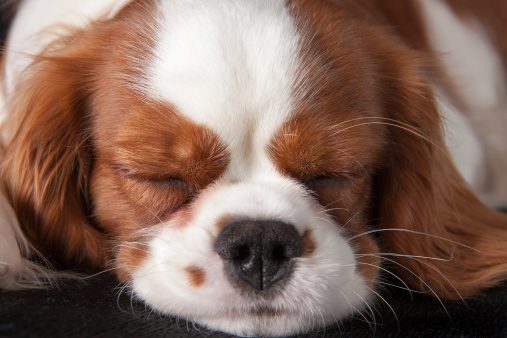 Close-up of the sweet, crumpled face of sleeping Cavalier King Charles Spaniel puppy's face. Dogs and Pappies.