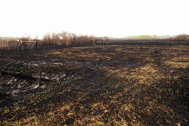istock Fire Aftermath in a Wildlife Refuge 475981458