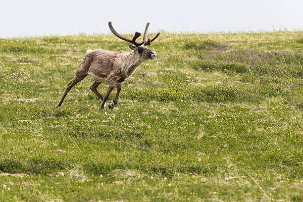Caribou running across the tundra stock photo