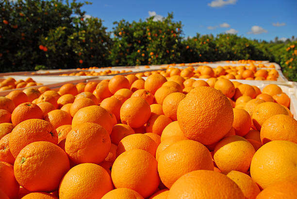 istock Oranges for the Market 475981942