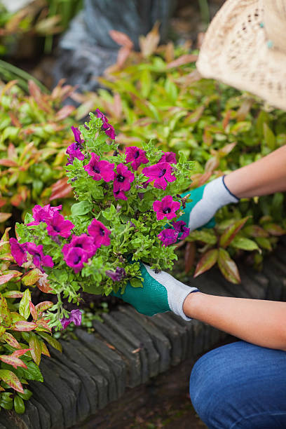 istock Woman is working in the garden 475982083