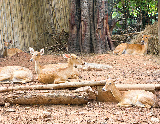 istock Group of deer in the zoo. 475982313