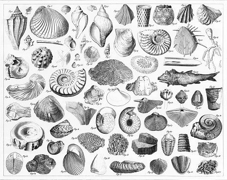Engraved Illustrations of Fossils From Various Periods of History from Iconographic Encyclopedia of Science, Literature and Art, Published in 1851. Copyright has expired on this artwork. Digitally restored.