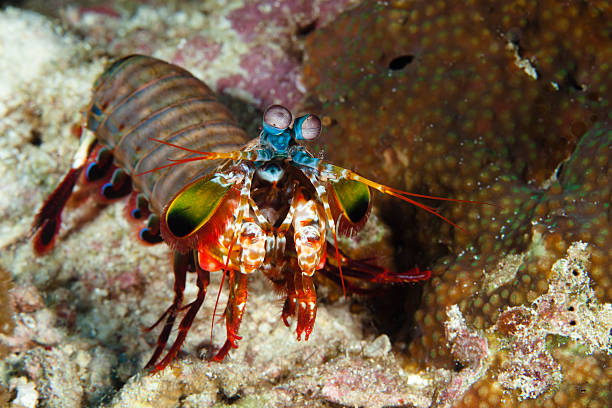 istock Mantis shrimp stomatopods 475982697