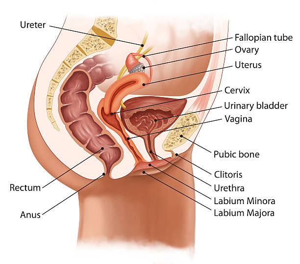 female urinary system medical illustration for the cross-section of female urinary system female private part pictures stock illustrations