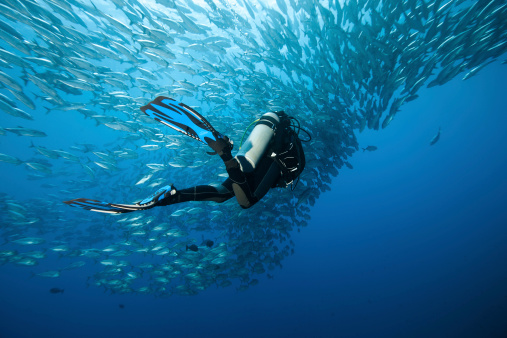 Trevally and diver at Panglao - Philippines