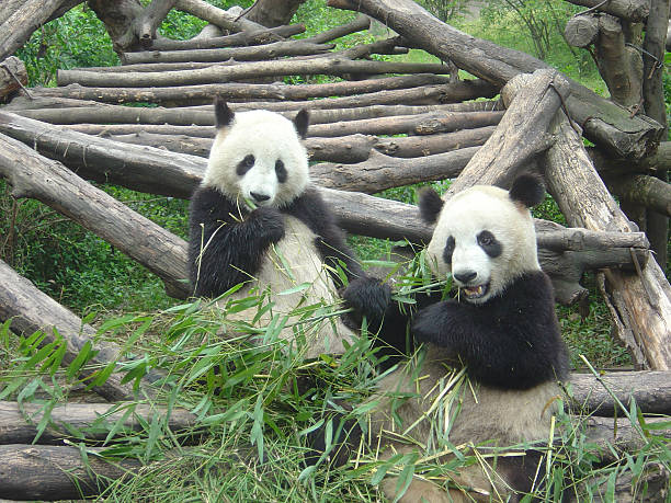 istock Pandas in Chengdu, China 475983551