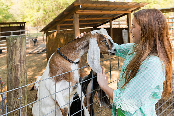 istock Farm Girl with a Goat 475984043