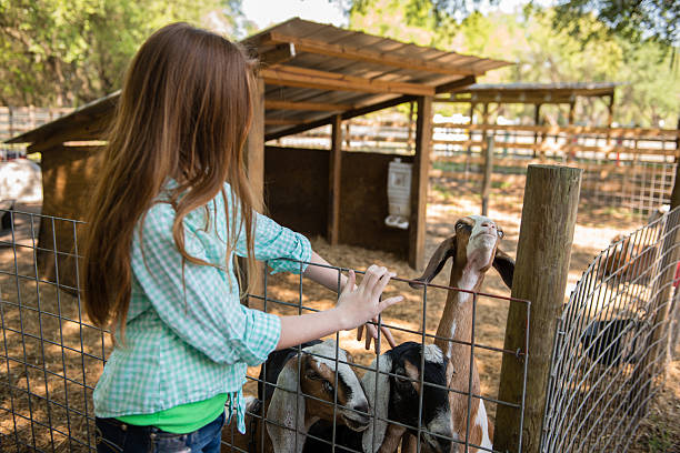 istock Farm Girl with a Goat 475984103